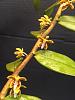 Trichoglottis orchidea-trichoglottis-orchidea2-jpg