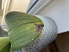 Black spot on orchid leaves, sunburn or infection?-1682deb9-10cb-43e1-b5ab-cddfd95f73f8-jpg