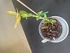 Dendrobium cretaceum Care in Winter-6f769476-c894-43db-a6bc-2aa901faa3e8-jpg