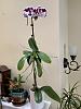 Need ID ideas on phalaenopsis w/3 keikis !!!-img-6353-jpg