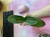 My first orchid ever, mini. Only one root left.-img_3263-jpg