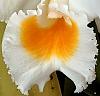 Cattleya schroederae F/B (Alba ? )-sc3-jpg