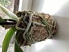 Any hope for my Phal with no leaves?-image2-jpg