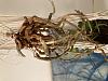 Any hope for my Phal with no leaves?-image5-jpg