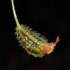 Starting a Masdevallia collection-erinacea-seed-pod-01-jpg