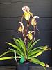 Some of this &amp; some of that-paph-philippinense-jpg