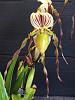 Some of this &amp; some of that-paph-philippinense2-jpg