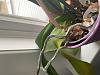 Shriveled Aerial Roots and one Yellow Leaf-orchid-4-jpg