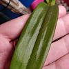 Dendrobium developing anthocyanin on leaves, help with ID?-img_20210405_122532-jpg