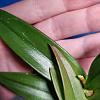 Dendrobium developing anthocyanin on leaves, help with ID?-img_20210405_122536-jpg