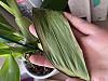 Discoloration and leaf shriveling on Oncidium Witches Jewel-img_9955-jpg