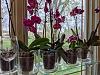 Vandas in Glass Vases-orchids-jpg