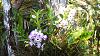 Yamamoto Dendrobium hybrids-rimg0089-jpg