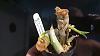 Is it fractured or is it broken?-cycnodes_svo_jh38_20210419_seca-jpg
