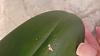 Which insect is in my Phal?-20210423_195206-jpg
