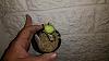 Is it fractured or is it broken?-cycnodes_svo_jh38_20210407a_seca-jpg