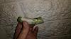 Is it fractured or is it broken?-cycnodes_svo_jh38_20210407b_seca-jpg