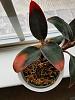 Jewel Orchid and red leaves-179231388_10226091008330591_8825095952112365435_n-jpg