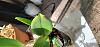 Rlc. Suvarnabhumi Magic - Leaf discolorations-20210430_153740-jpg