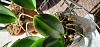 Rlc. Suvarnabhumi Magic - Leaf discolorations-20210430_153815-jpg