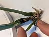 Cattleya percivaliana with black pseudobulb-pxl_20210501_015044122-portrait-jpg