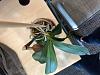 Any hope for my Phal with no leaves?-img_0484-jpg