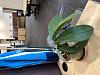 Any hope for my Phal with no leaves?-img_0485-jpg