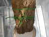 Hickory bark for mounting Dendrophylax lindenii-20210509_152551-jpg