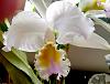 Cattleya mossiae 'Rochelle'-catmos05212-jpg
