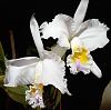Cattleya mossiae 'Rochelle'-catmos05211-jpg