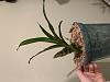 Catasetum is very shriveled but roots are still forming; can I give it a drink?-359c1996-7a35-4182-9492-bd04dbbcdc9d-jpg