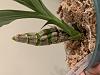Catasetum is very shriveled but roots are still forming; can I give it a drink?-2670ea61-df56-485f-adfc-582c836179bb-jpg