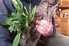 Dendrobium hybrid new pseudobulbs; flowering time?-photo-5-21-21-12-00-pm-jpg