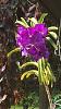 Vanda and cattleya in bloom-97fbb359-c18b-49e3-a405-f97b1cc37b85-jpg