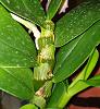 Marks on Dendrobium leaves and stem? (Complete Newbie)-20210526_220014-jpg