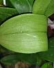 Marks on Dendrobium leaves and stem? (Complete Newbie)-20210526_224233-jpg