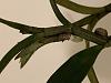 Dendrobium tobanese growing a keiki?-35eb6784-282c-4a43-94a7-417ecf8cfd7e-jpg
