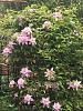 Other Flowers you like-clematis1-jpg