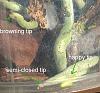 Shriveling root tips-02-66xibj3mpfa-jpg