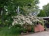 Other Flowers you like-20210531_112747-jpg
