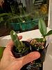 Scared to repot tiny new orchids-6f748ee7-da9f-4728-9a71-3302623eb645-jpg