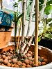 Epidendrum pseudepidendrum new growth affliction-04b9749e-9cdb-4ea4-bb52-52fdf8d6817c-jpg