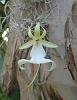 Dendrophylax Lindenii - Ghost Orchid-ghost-3-0-jpg