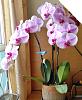 2 phals in 1 pot-mom-orchid-jpg