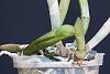 Stunted growth on Cattleya-100-20210612-rhyncholaeliocattleya-bengal-baby-jpg