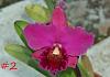 New Hybrid orchids-dsc08809-2-jpg