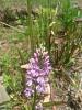 A Few Bog Orchids-img_20210606_122336899-jpg