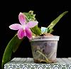 Phalaenopsis Tetrabell-dsc01101-01-01-jpg