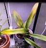 maxillaria rufescens with yellowing leaves-20210627_060142-2105-jpg