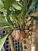 Saw a stanhopea like orchid for sale today. Please help identify.-d04cf0d2-c1b4-4962-9fe0-01d61f1a488e-jpg